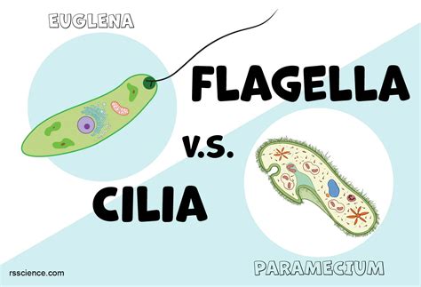 Flagella and Cilia – Definition, Structure, and Functions - Rs' Science