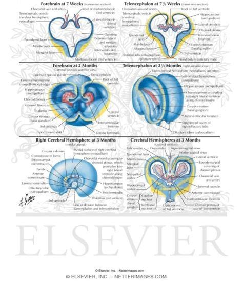 Choroid Plexus Formation