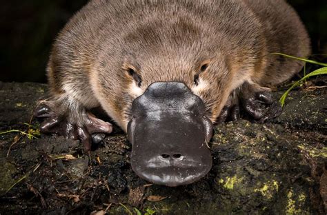 Platypuses Glow Under Blacklight. We Have No Idea Why. (Published 2020 ...