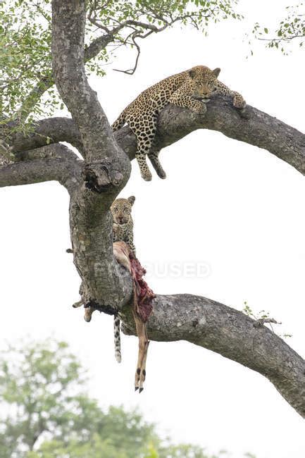 Female leopard and cub lying on tree branches with impala prey ...