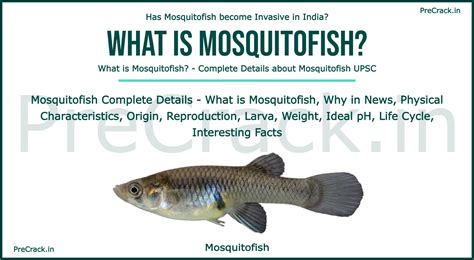 Details about Mosquitofish You Must be Aware – Origin, Habitat, Physical Characteristics, Types ...