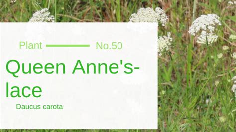 Queen Anne's-lace - Daucus Carota: Edible & Medicinal Uses of the ...