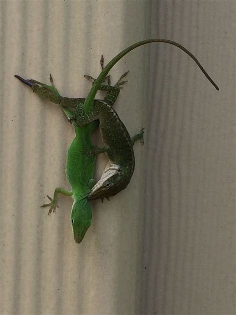 Mating geckos | Lawn and garden, Lizard, Gecko