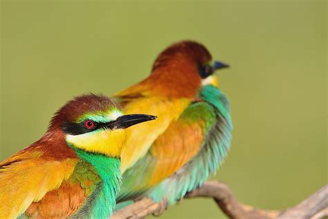 Native Birds Of Germany - WorldAtlas