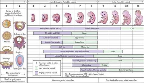 Fetal Development Timeline