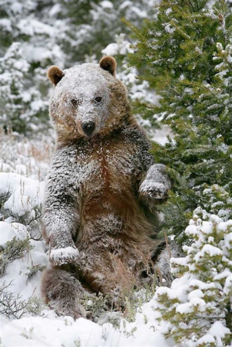 Cute Animals Covered in Snow! (Pictures) | Homesteading Simple Self ...