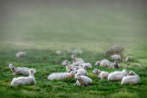 Sheep In A Fog – Backdoor Arts