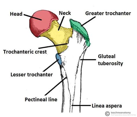 The Femur - Proximal - Distal - Shaft - TeachMeAnatomy