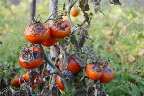 The 7 Most Common Tomato Plant Diseases - Minneopa Orchards