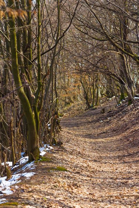 Trees in Forest Early Spring Stock Photo - Image of silent, branches: 113315350