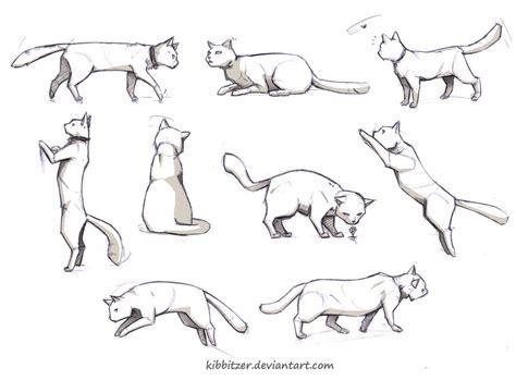 Cat reference by Kibbitzer on DeviantArt