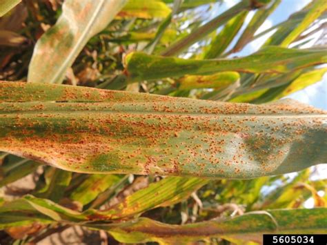 Common and Southern Rust in Field Corn | Land-Grant Press