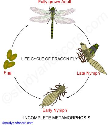 Phylum Arthropoda: Metamorphosis in Insects | Study&Score