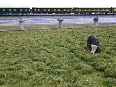 Railway to heaven: a trip on the Qinghai-Tibet train - Lonely Planet