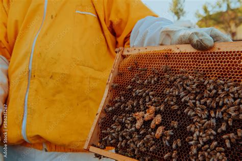 The beekeeper checks the queens for the honeycomb. Beekeepers check honey quality and honey ...