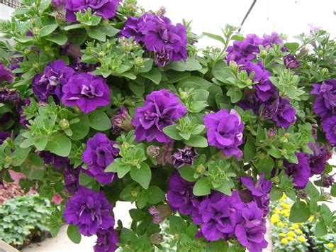 Dr. Dan's Garden Tips: Passionate About Petunias