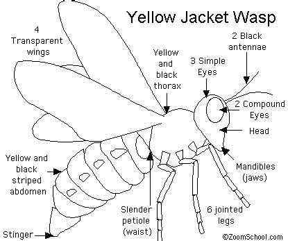 Wasp Printout - EnchantedLearning.com