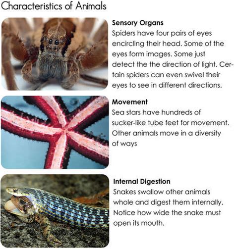 Subjective Classification of Animals based on Behavior – Nature Blog Network