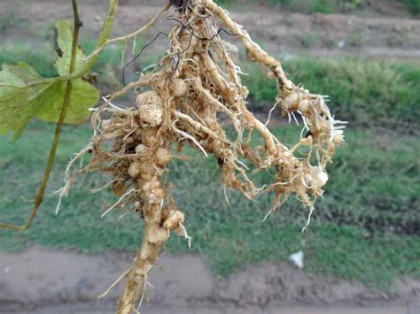 How to Control Root Knot Nematodes in Your Garden | Gardener's Path