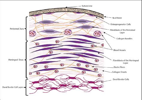 Figure 4 from Histology of the Human Dura Mater; A review article | Semantic Scholar