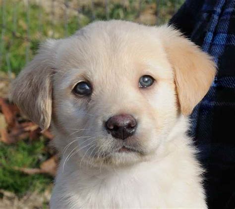 Golden Retriever Lab Mix Rescue