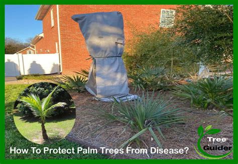 How to Treat Palm Tree Diseases | 6 Common Disease