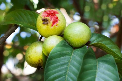 Groupe De Goyave Rouge Sur L'arbre Dans Le Jardin Photo stock - Image du nourriture, feuillage ...