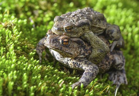 Poisonous Toads Are Swarming This Florida Town | TIME