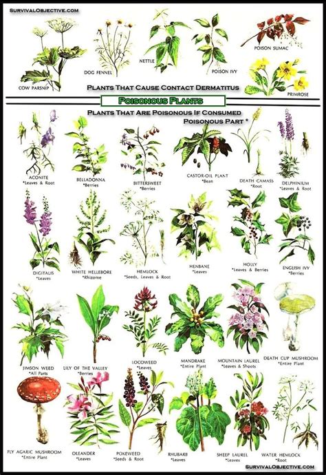 Poisonous plants. Very useful for the next few weeks. | Edible wild plants, Poisonous plants, Plants