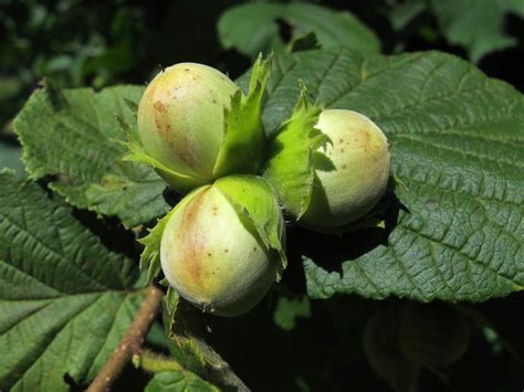 Celtic Meaning: Hazel Tree Symbolism in Ogham on Whats-Your-Sign