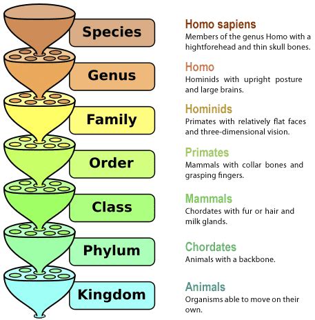 Taxonomy Nomenclature Rules and Classification for Modern Humans