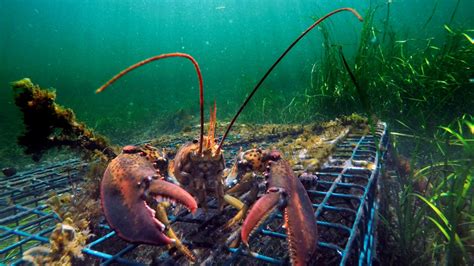 Spring lobster season in areas of the Maritimes to open Friday: DFO ...