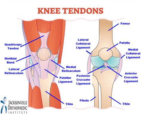 Tendons And Ligaments Of The Posterior Knee