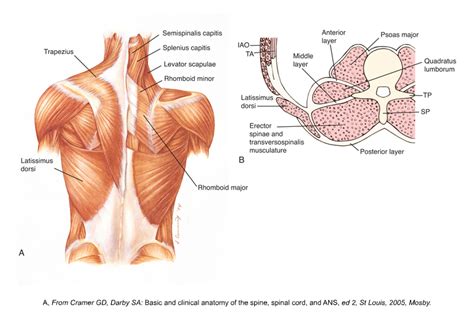 What Is Fascia Anatomy