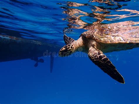 Sea turtle stock image. Image of travel, traveling, wildlife - 52438369