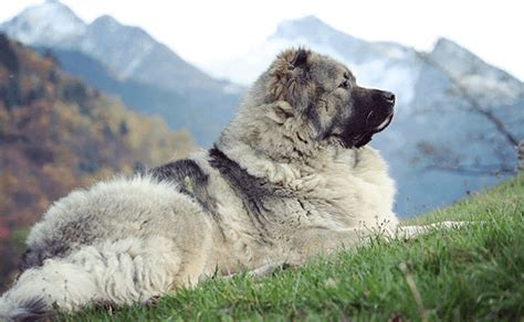 https://alchetron.com/Georgian-Shepherd Giant Dog Breeds, Rare Dog ...