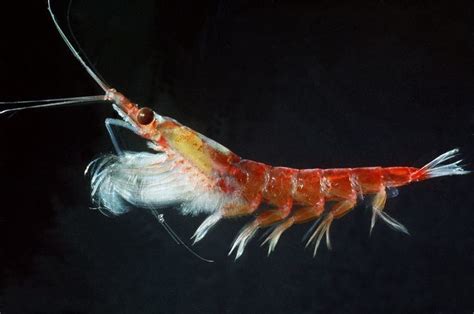 Krill - Alchetron, The Free Social Encyclopedia