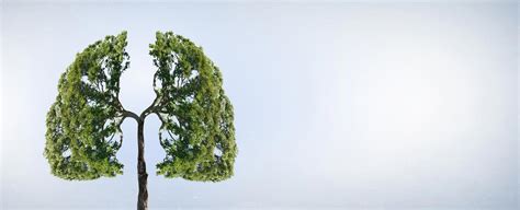 Fir trees can grow in human lungs | The Fact Base