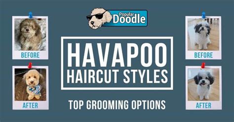 Havapoo Haircuts: Top 6 Grooming Styles (with Photos!)