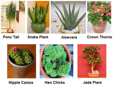 Examples Of Xerophytes Plants