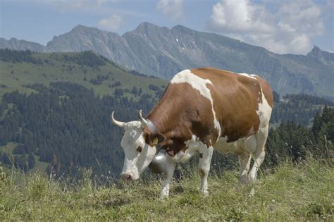 a brown and white cow standing on top of a grass covered hillside next ...