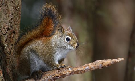 Can Pine Squirrels Change the Evolution of a Forest? - Cool Green Science