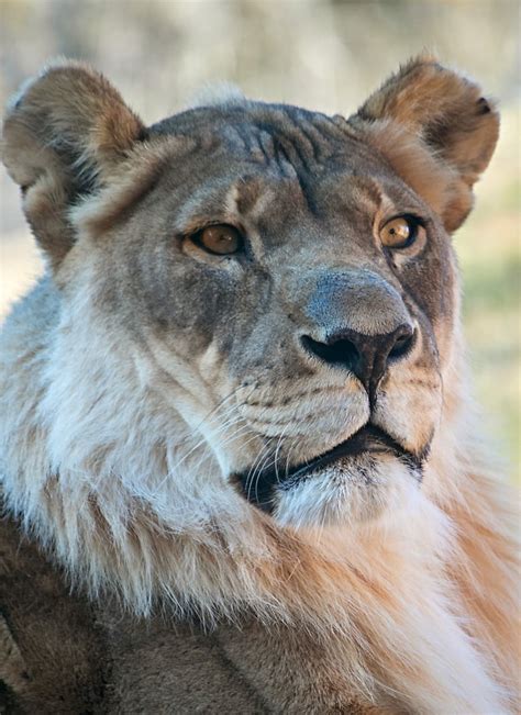 Bridget the lioness grows a mane, leaving veterinarians baffled | CBC Radio