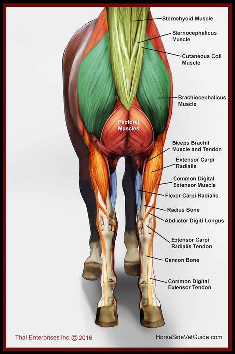 Superficial Front Limb & Neck Muscles, Front View | Anatomie du cheval ...