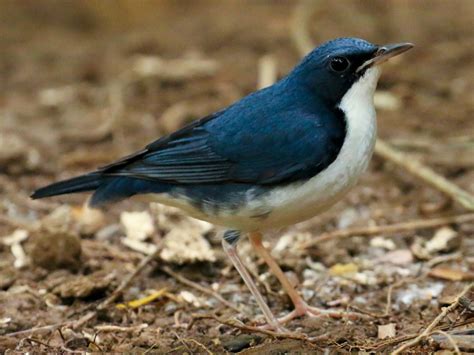 Siberian Blue Robin - eBird