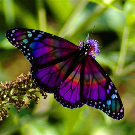 Rainbow Butterfly by PhotoMasterGreg @Flickr