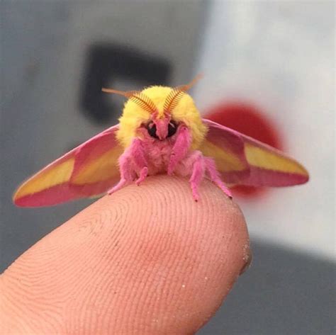 This Colorful Rosy Maple Moth Is an Eye-Catching Garden Visitor