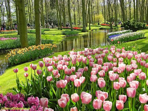 Gambar Taman Bunga Pink Tulips | Places to Visit | Pinterest | Pink tulips, Tulip and Pink