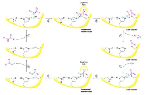 Biochem Chymotrypsin Mechanism Diagram | Quizlet