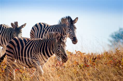 Mlilwane Wildlife Sanctuary, eSwatini (Swaziland): guida ai luoghi da visitare - Lonely Planet